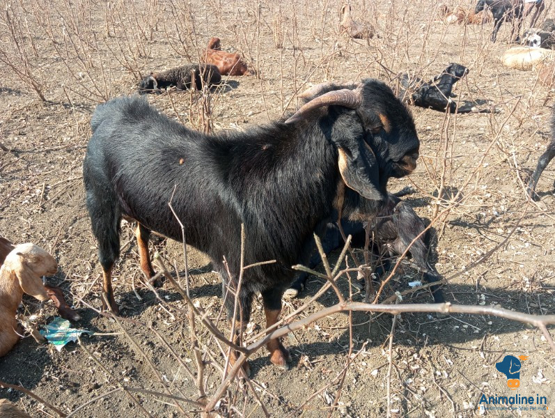 HOTA (male goat)
