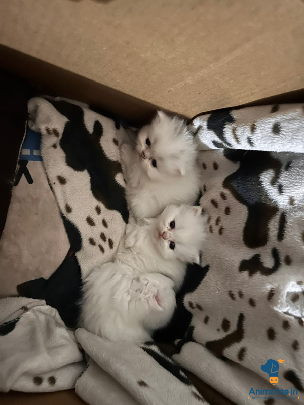 1 month old 4 male and female parsian cat