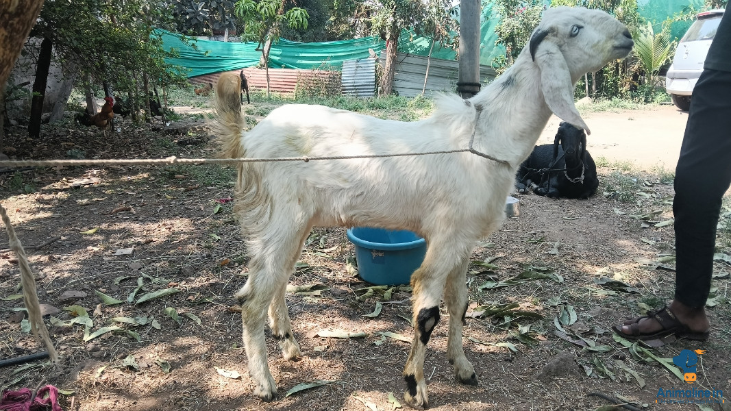 7 months old my gote 