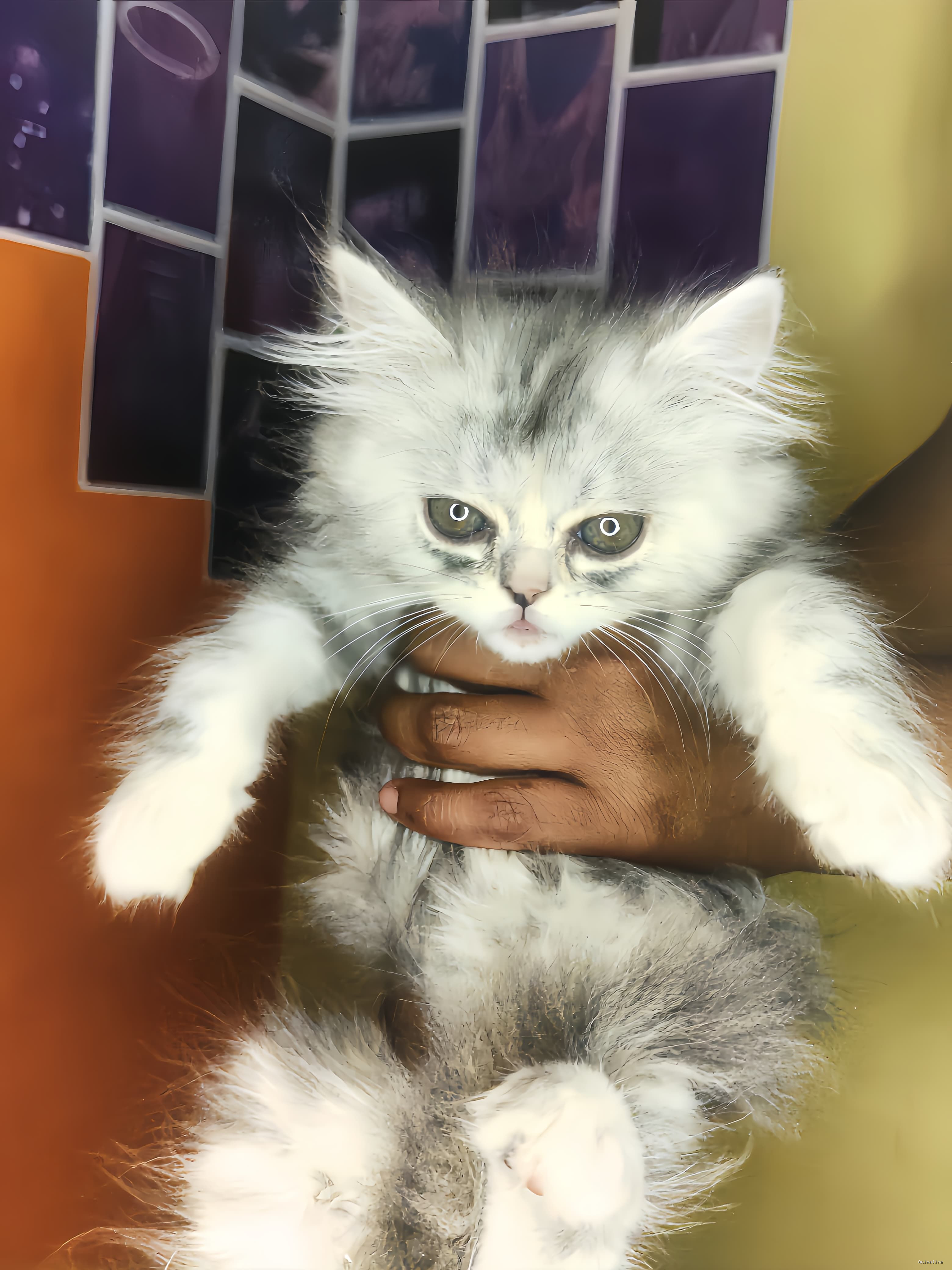 Syberian colour doll face Persian kitten