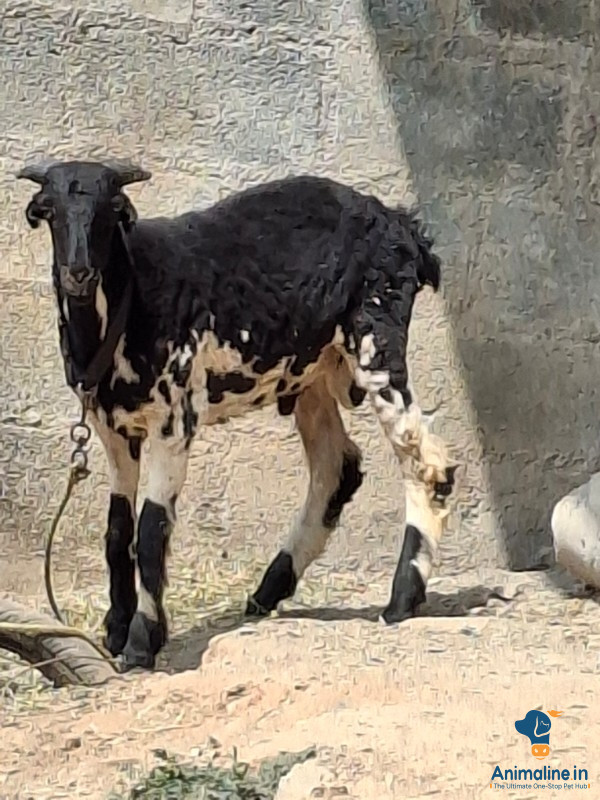 ಫೈಟರ್ ಮರಿ 