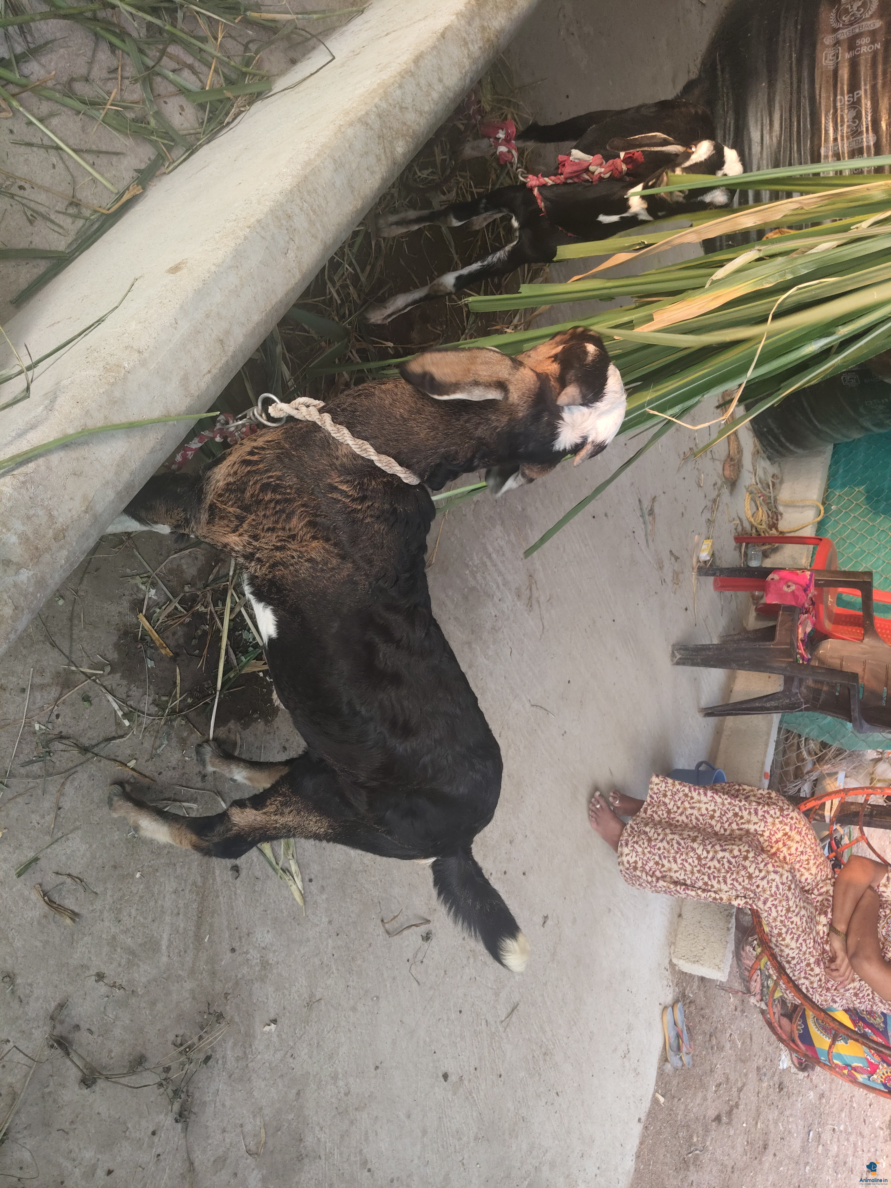 Goat for sale  reddy to meet perposs and business perposs