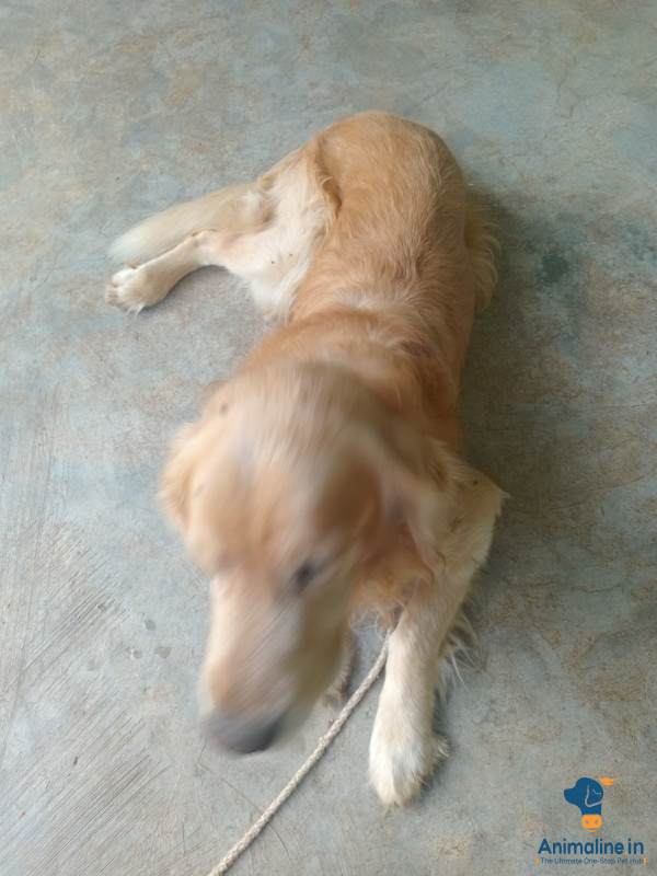 Very nice and cute with sensible