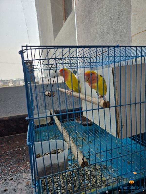 1 year male and female