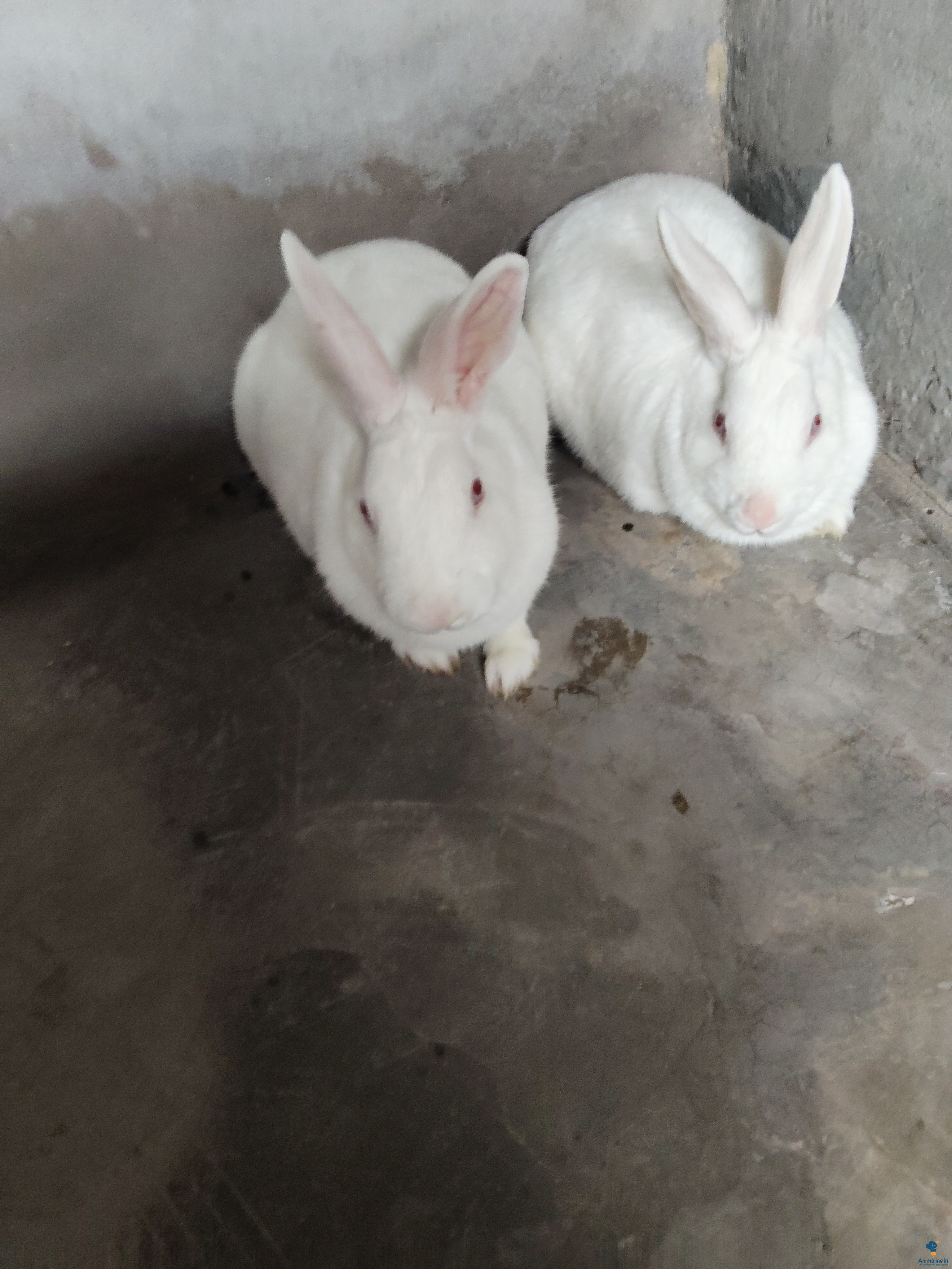 10 months each rabbits