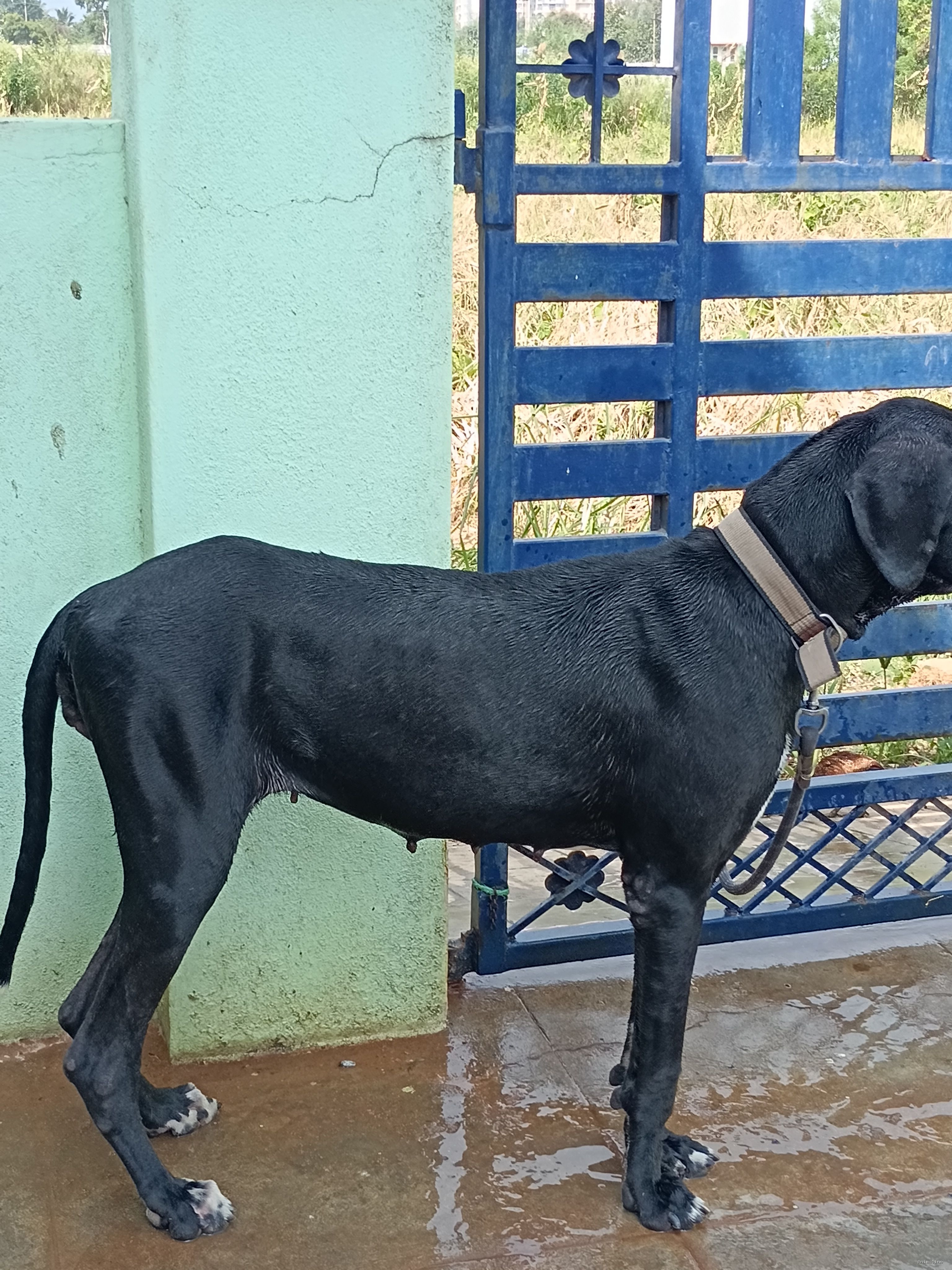 Gokul apartment back side