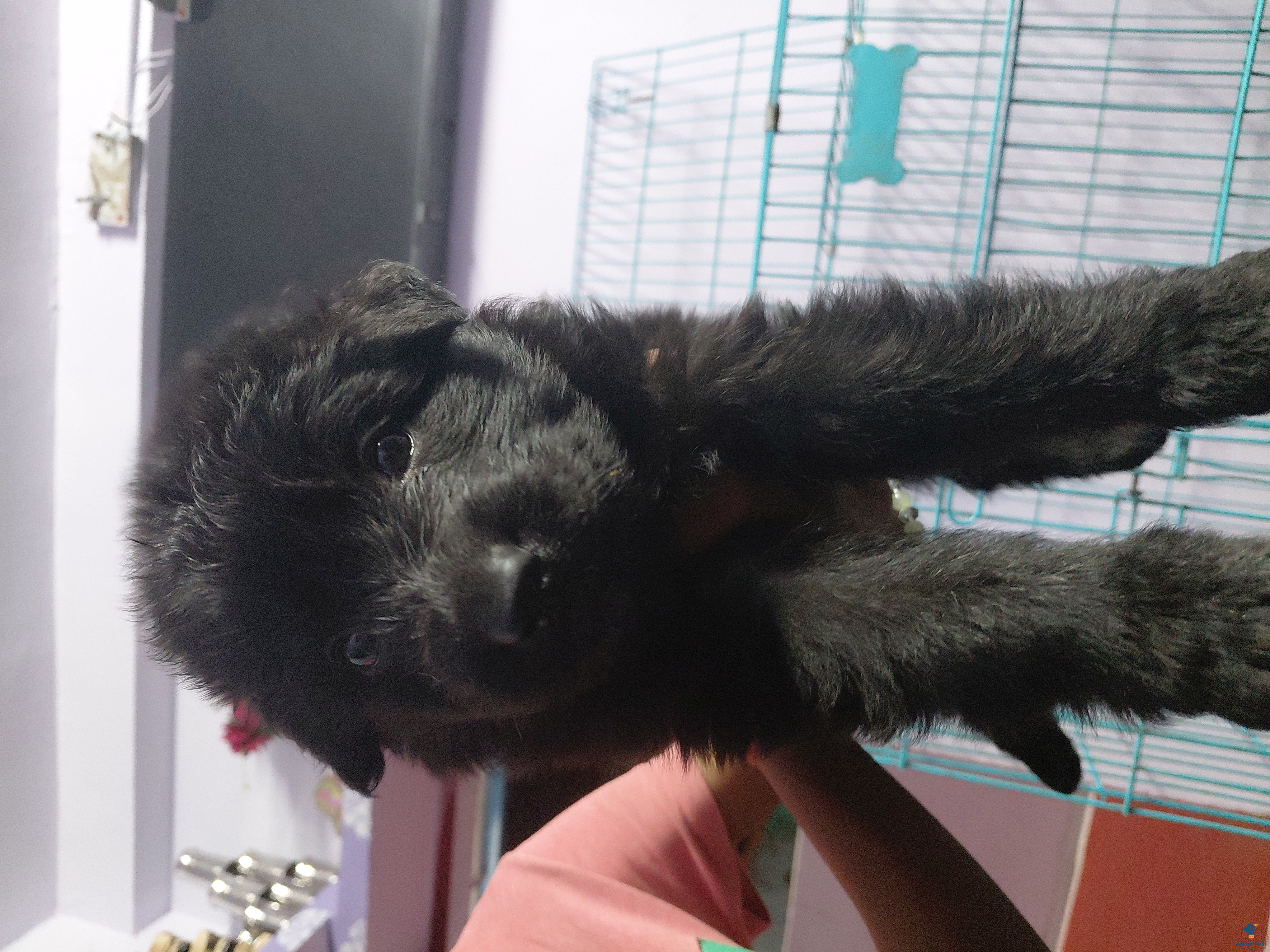 30 days puppies available 