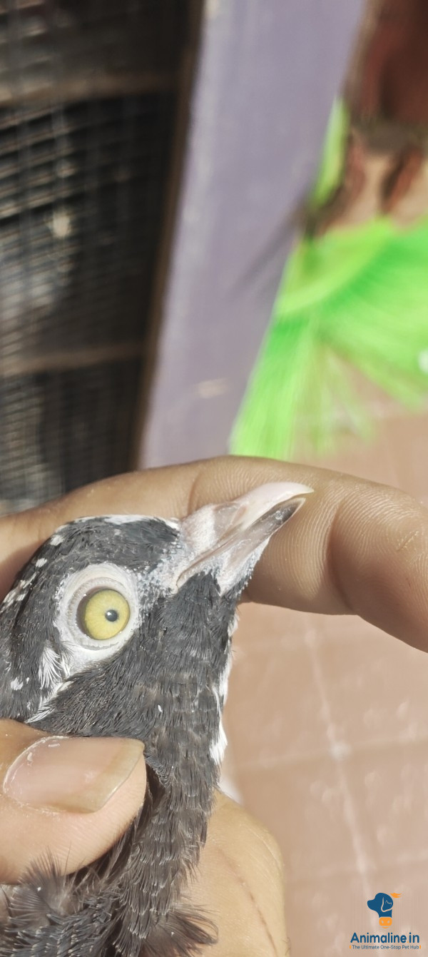 Quality timing Patta available