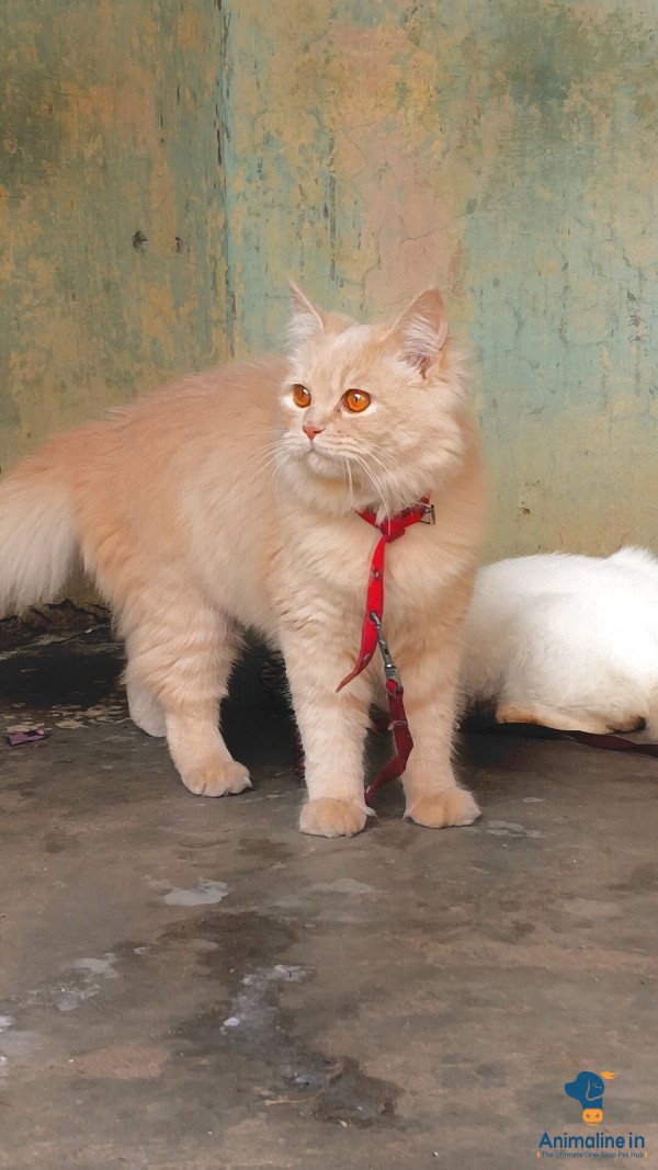 Light brown color big eyes cute 