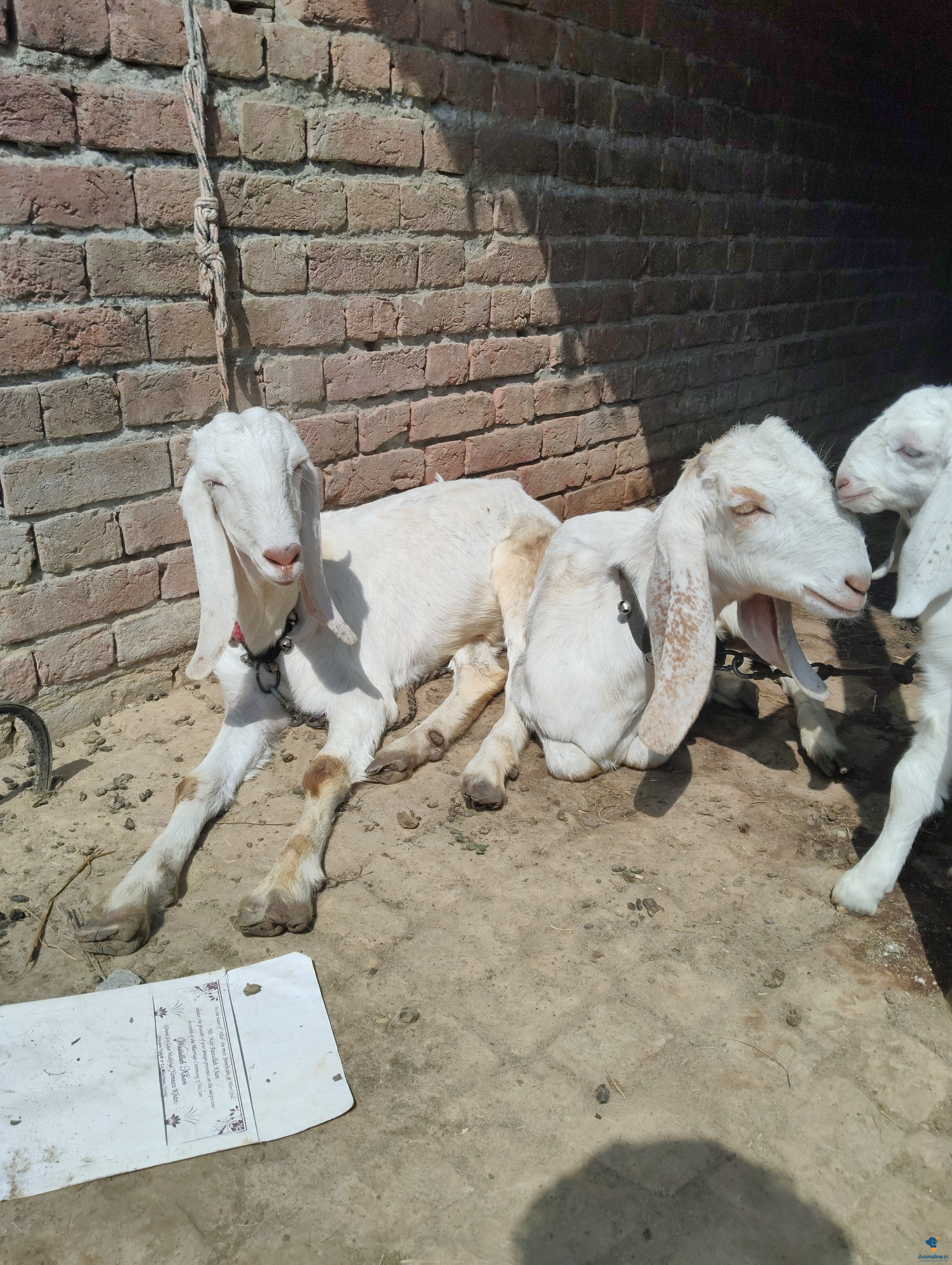 10,month ki he quality bahut acchi he