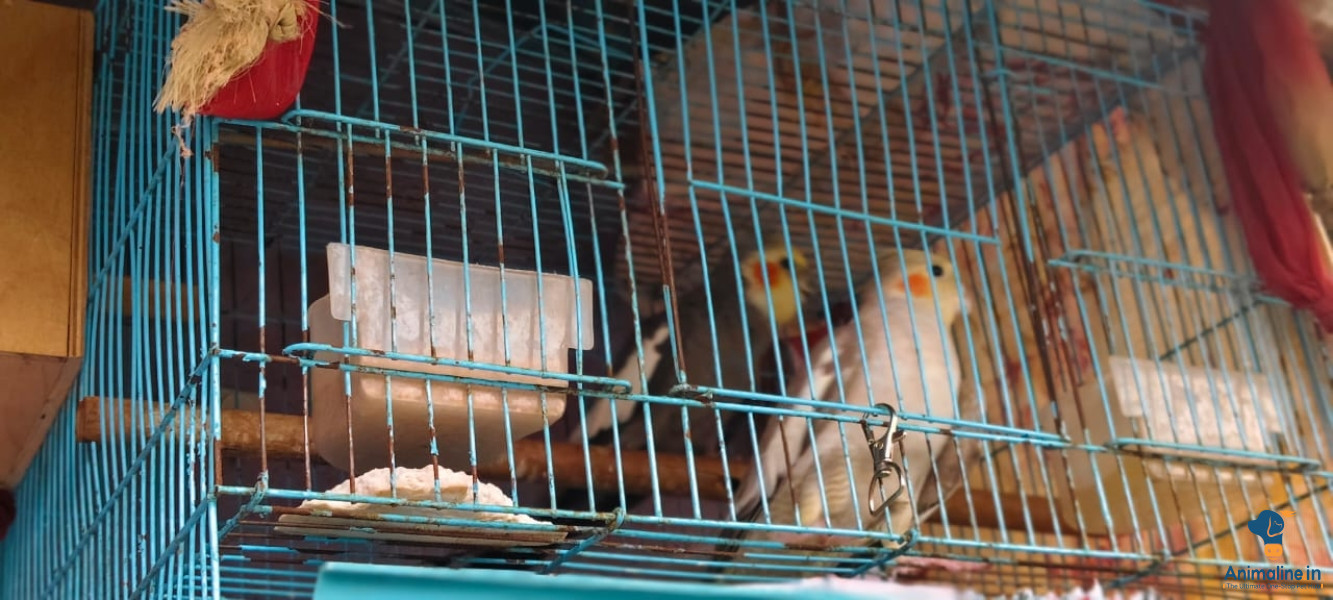 11 months male & female cooctail 