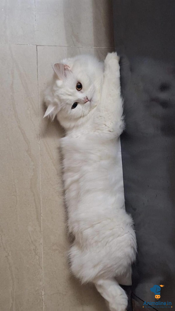 8 month old female persian cat 