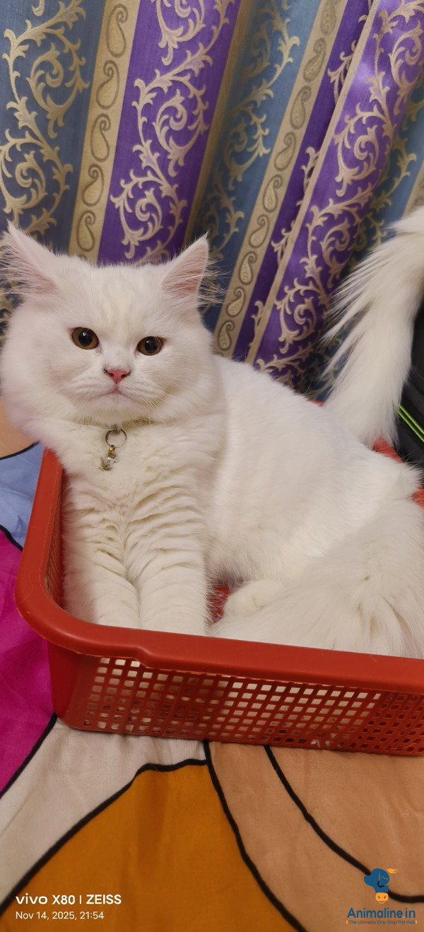 8 month female persian cat 