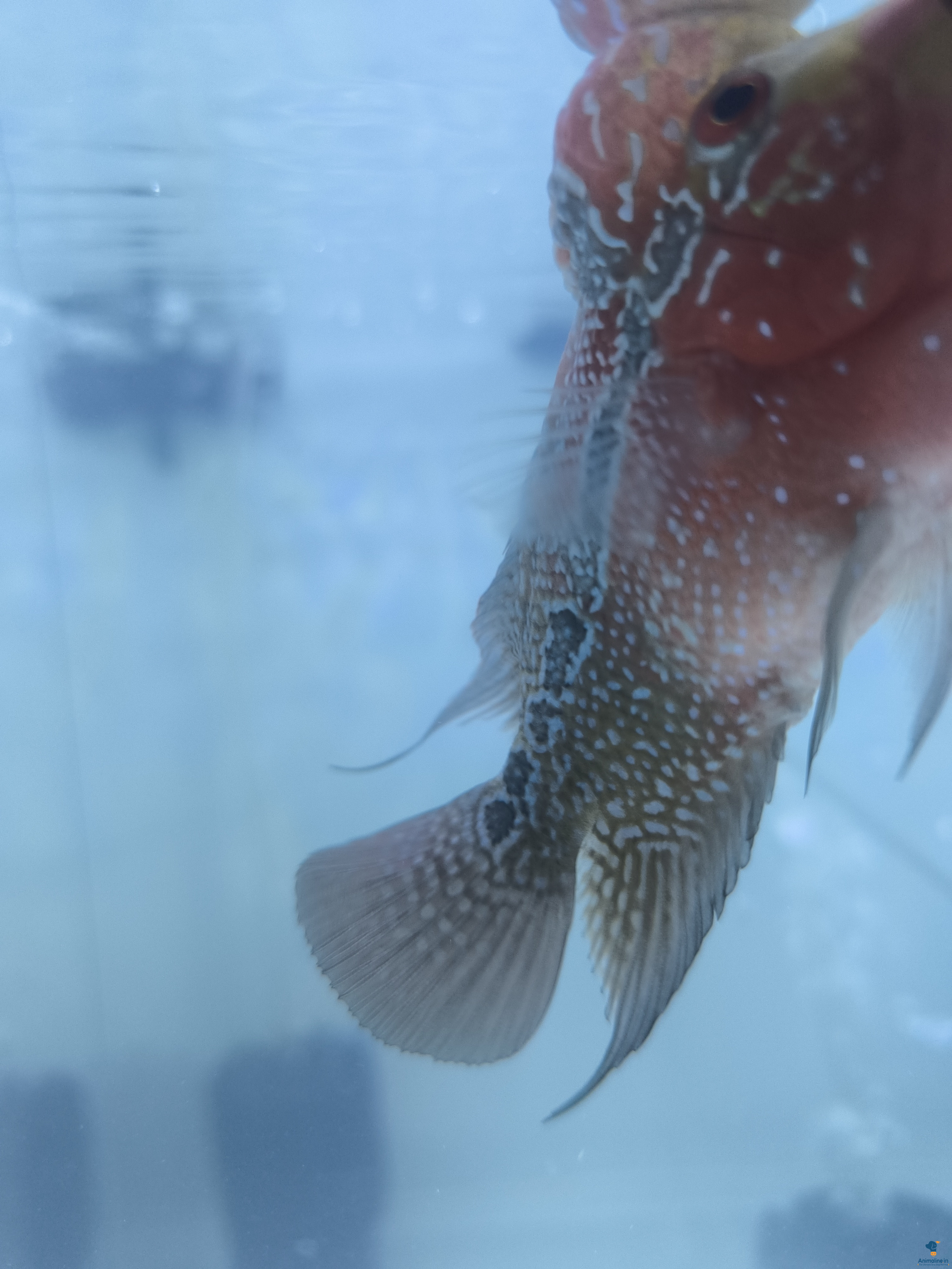 3 months old  10pcs available