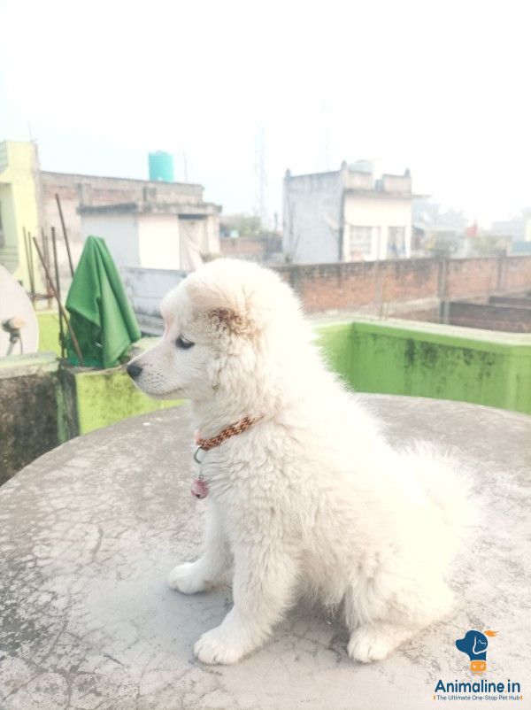 He is very playful and trained for poo and pees..