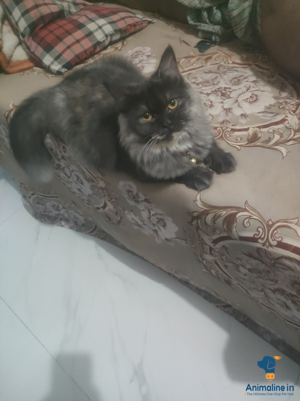 Himalayan pershion cat