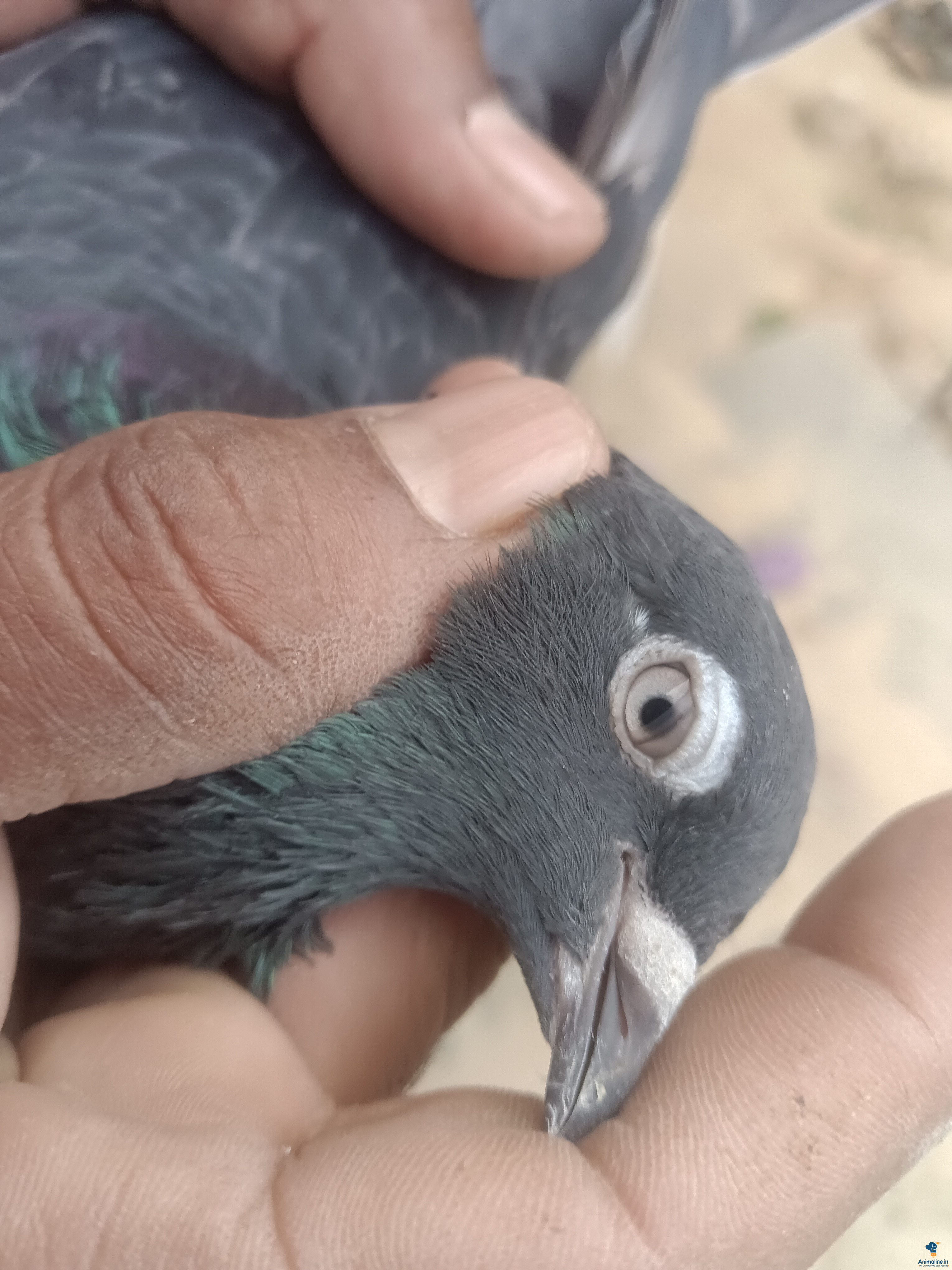 All types avelable best price 