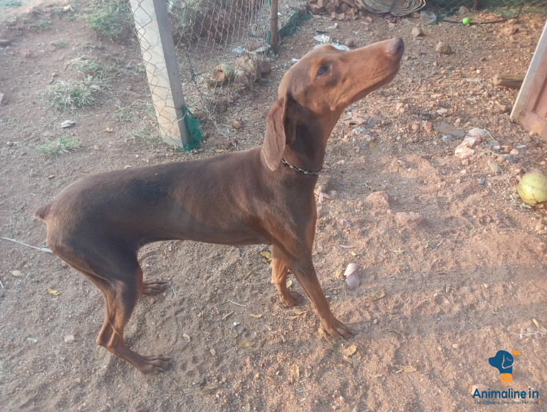 11 months  in female dog 