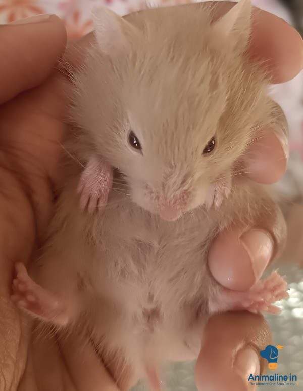 Baby hamster 