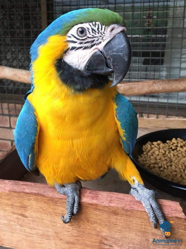 7 month old male macaw