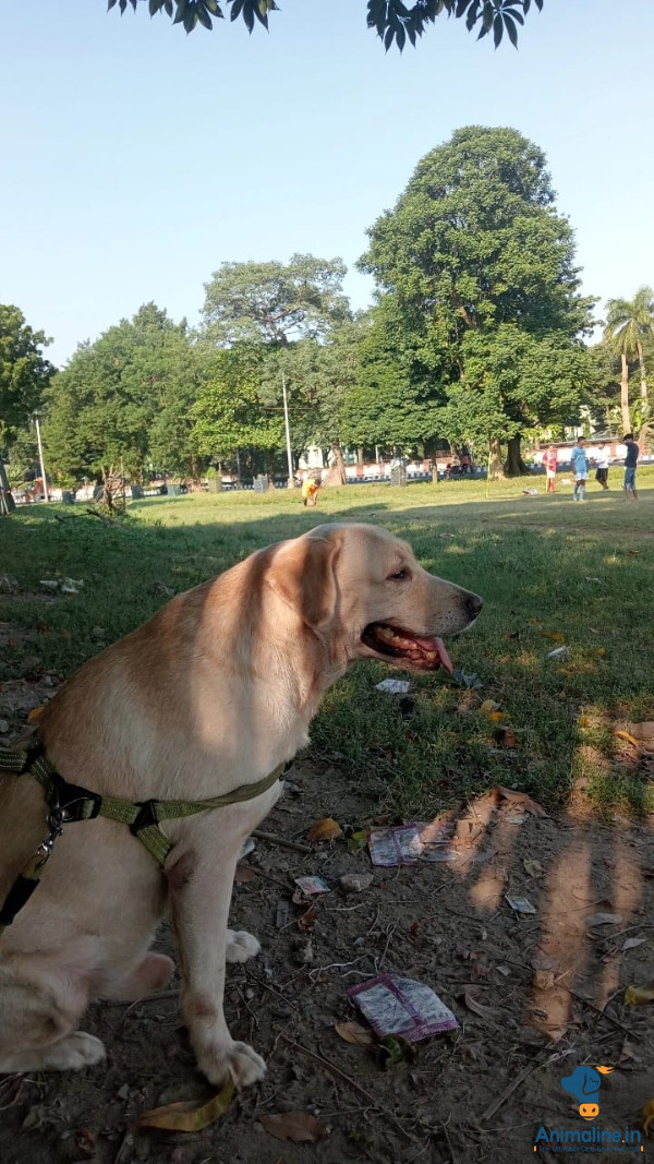 2.8 year old Labrador retriever