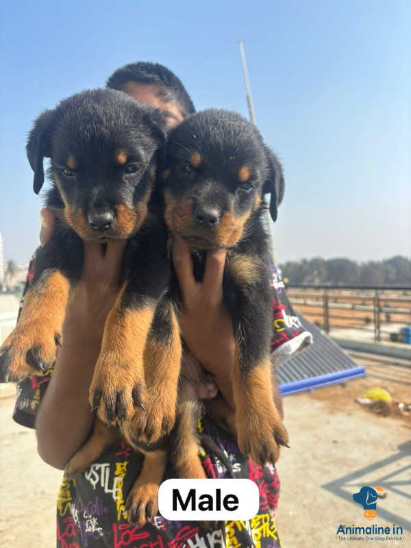 Good Quality Rottweiler puppies available in bangalore 