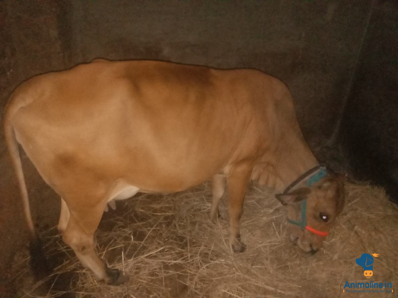 Female pregnency 11 days time 