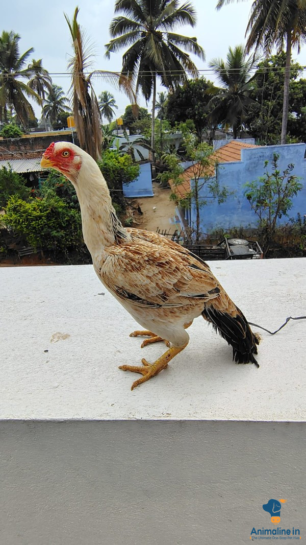 9months mayilpatta BLACK EYE AND LEG RARE BLOOD LINE 