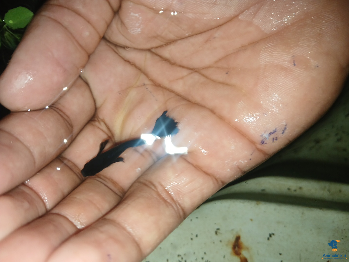 guppy fish pair available