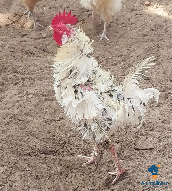 8 months old kappiri hen