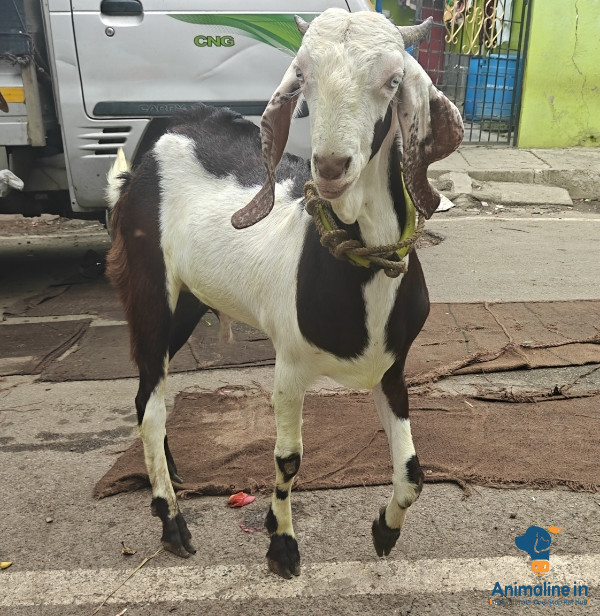 Jamnapari Goat Available For Sale (Bakrid'26).