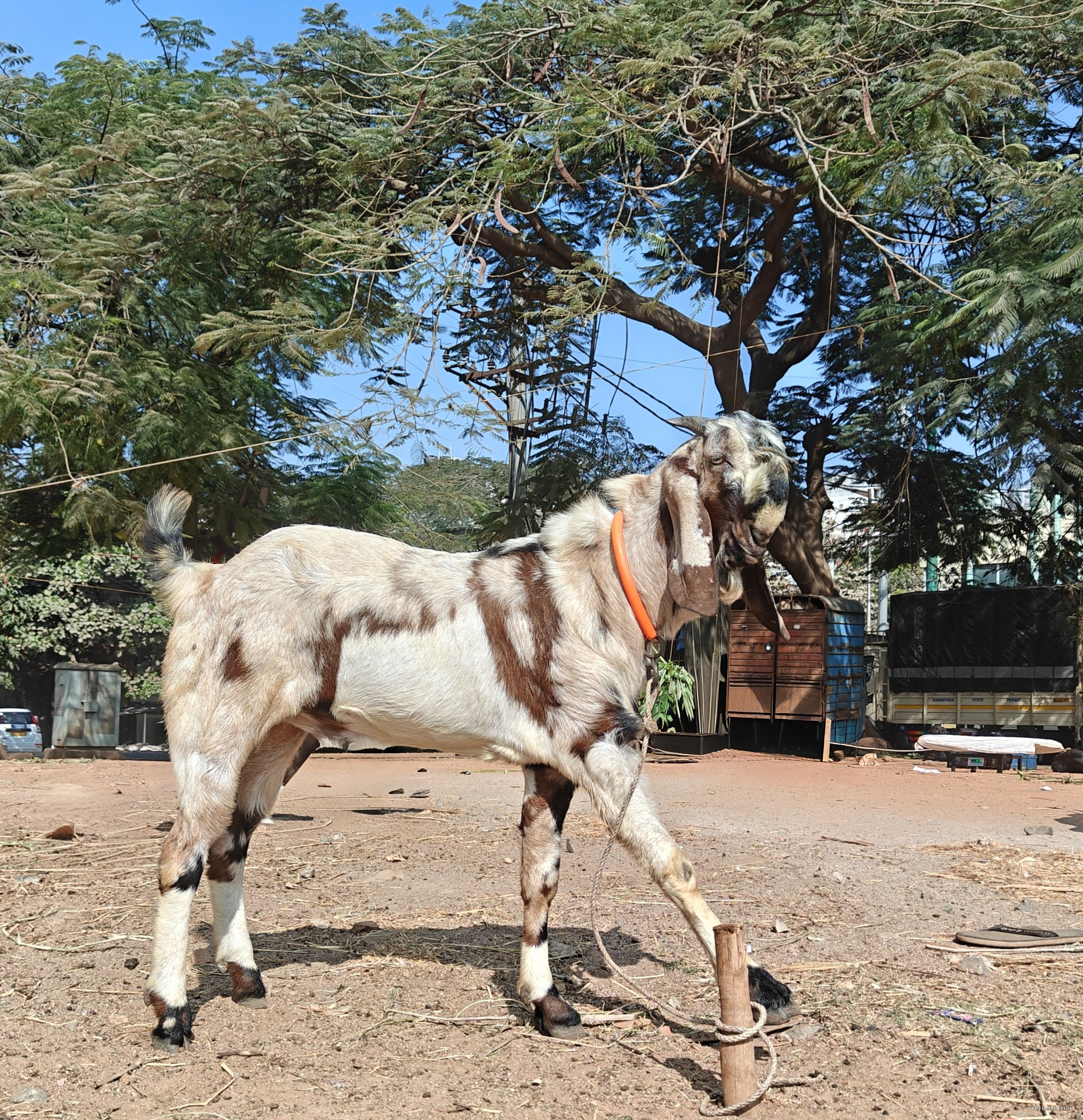 Gujari Male Andol Goat Available For Bakrid'26