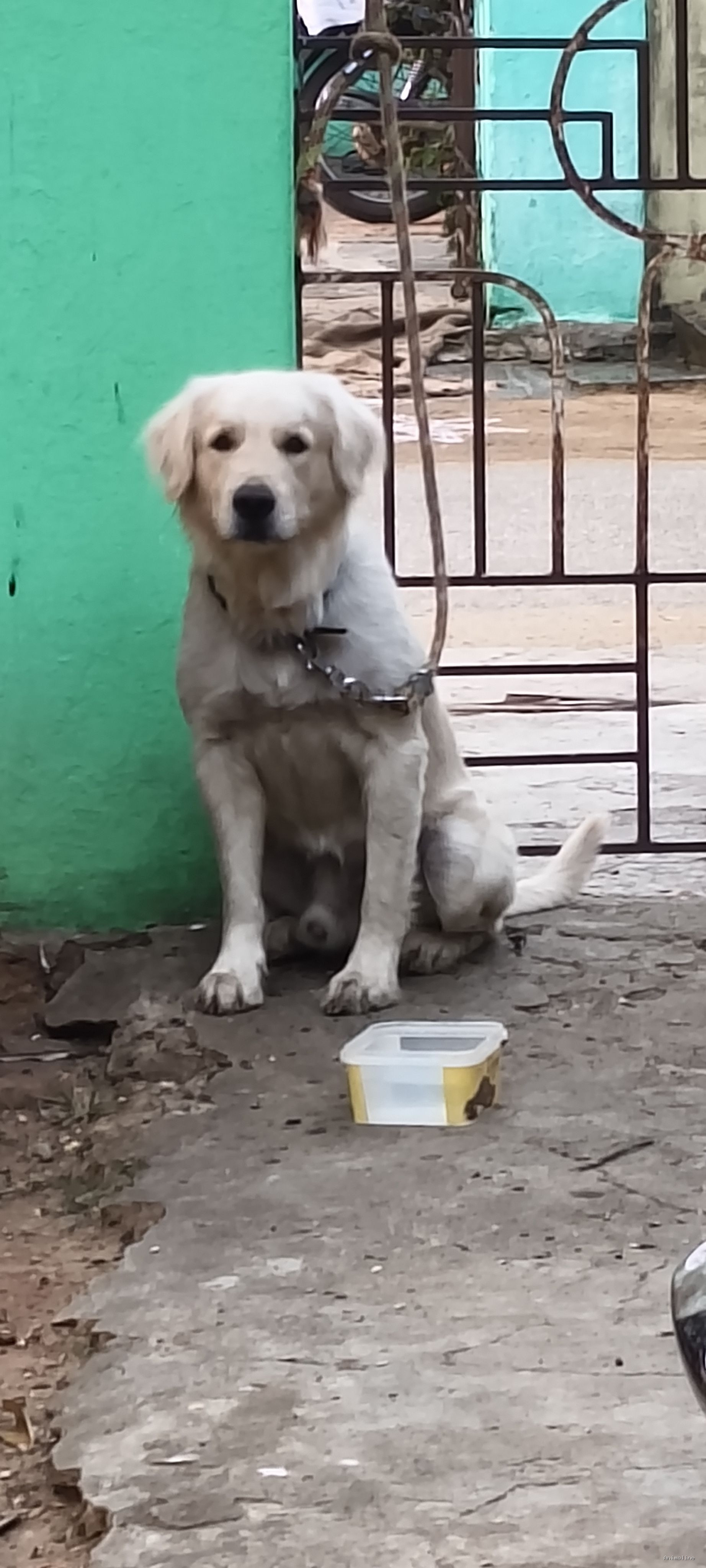 2 year male golden retreviver