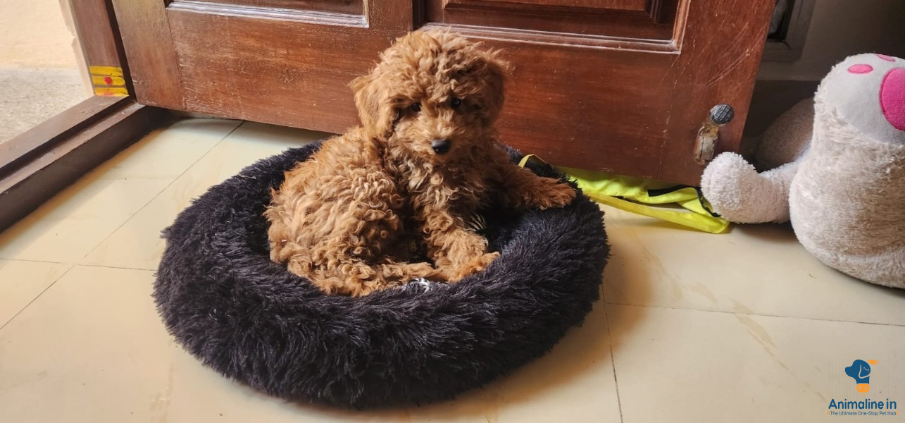 Poodle just 2 months baby 