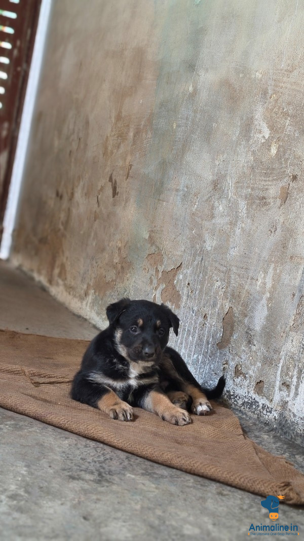 Black dog with a one condition 