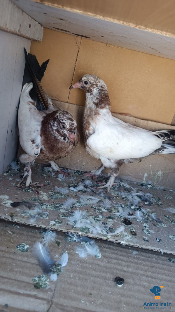 2 months old male/female pegeon