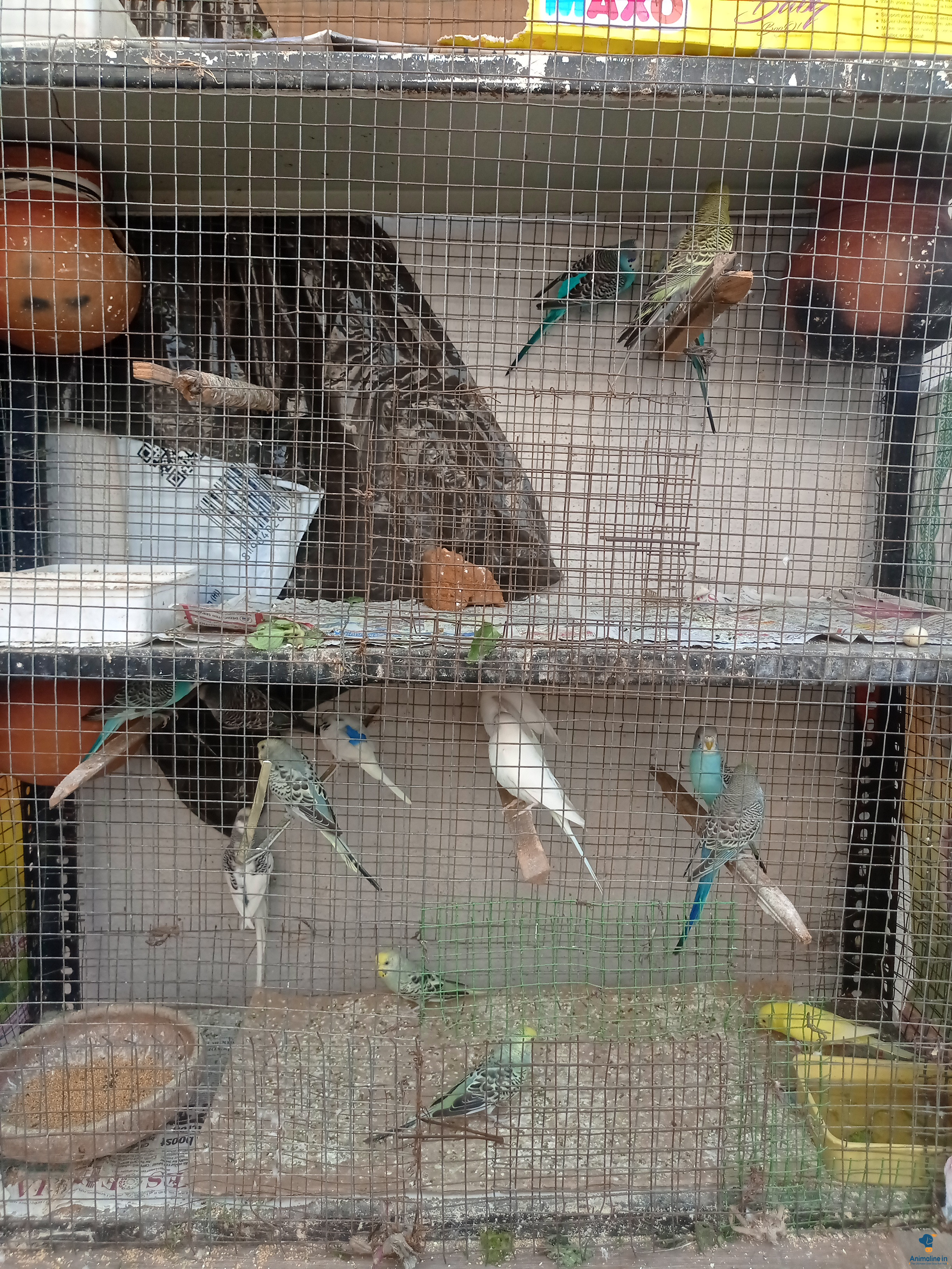 6 pair semi adult 2 pair sitting pair 