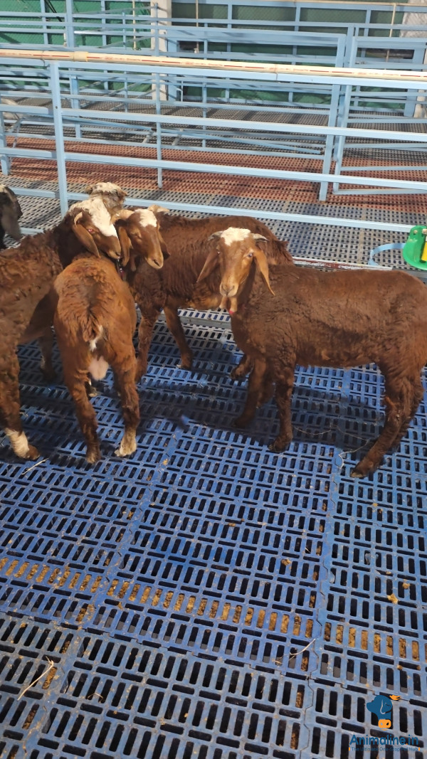 KENGURI SHEEPS FOR SALE