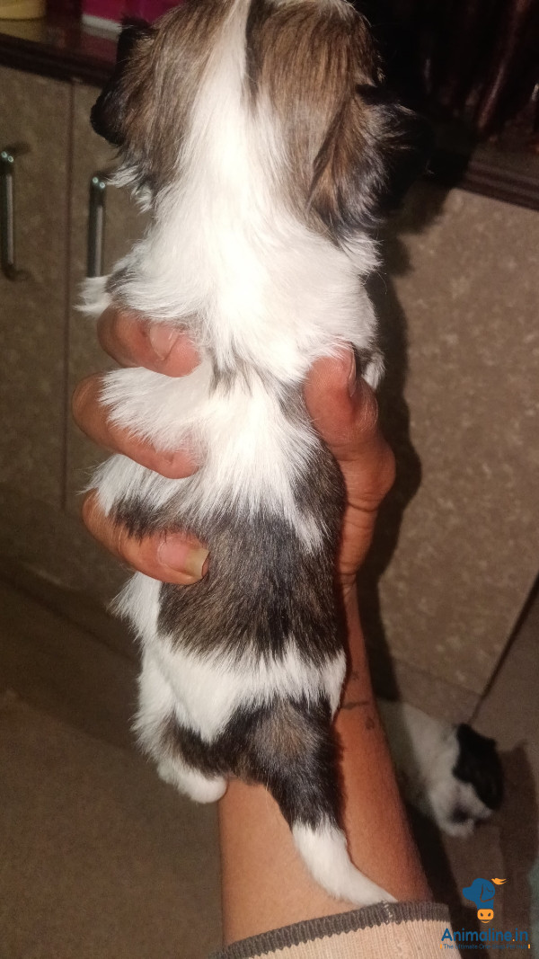 Male and female Shih Tzu available 