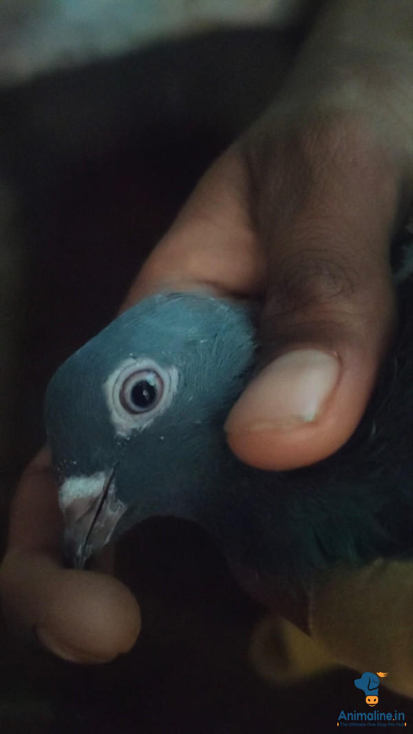 Roshan timeing bird 2dastha