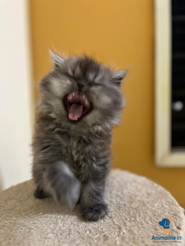 Fluffy British Longhair Baby – Raised at Home, Needs Loving 