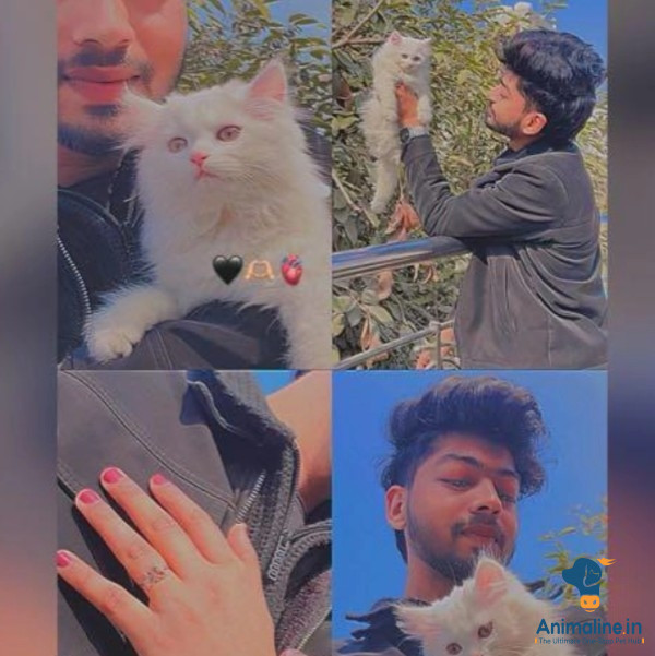 4 month male kitten for sell 