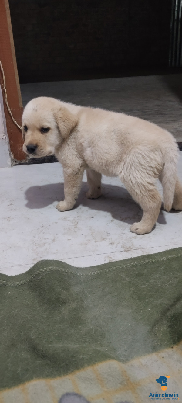 40 days puppys male and female 