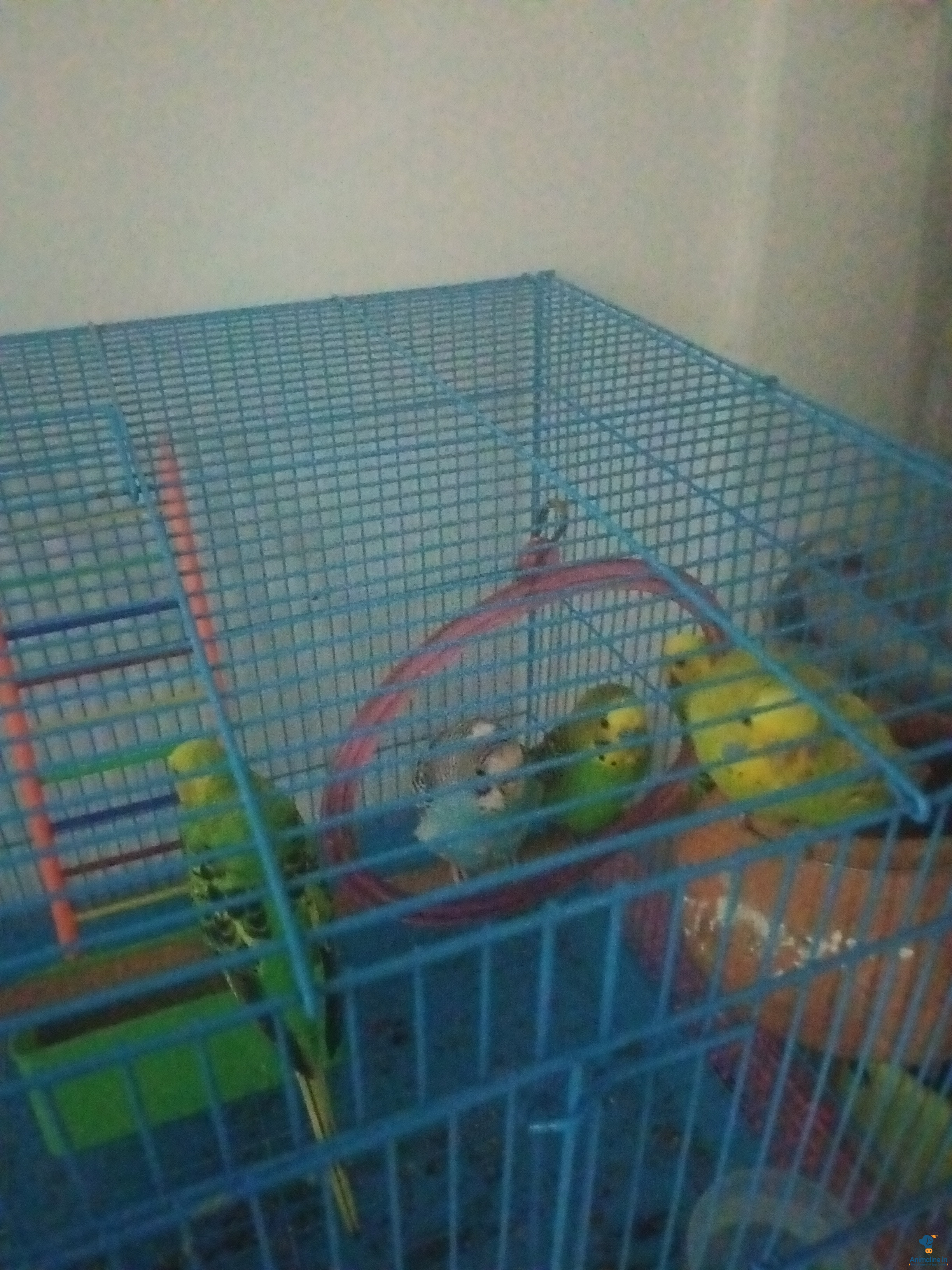 3pairs of budgies