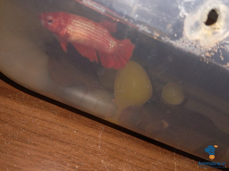 8months old beta fish