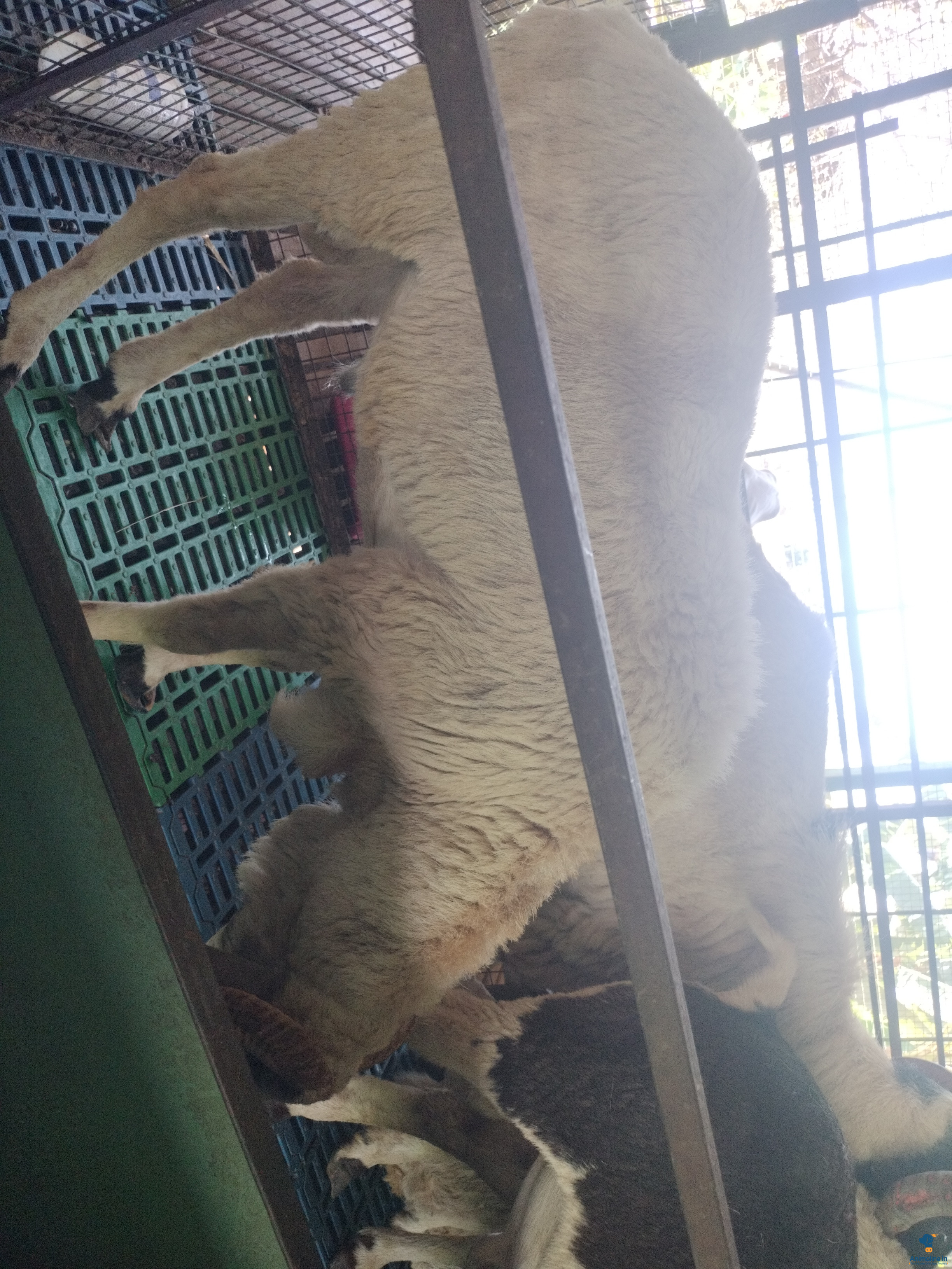 Yalaga amingad sheep one twenty number available