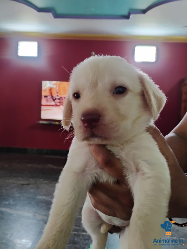 1 month old female and male labrador retriever dogs 