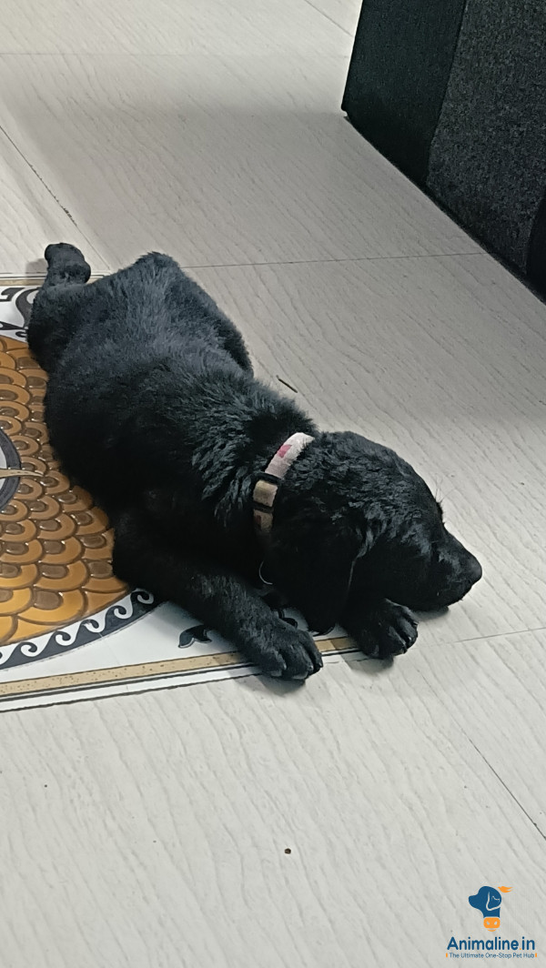 2 month male black labra available for sale 