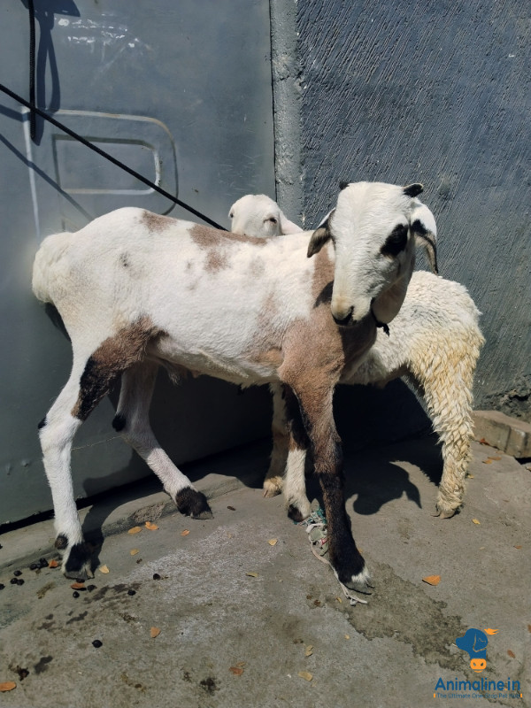 Karnataka breed fighter sheep