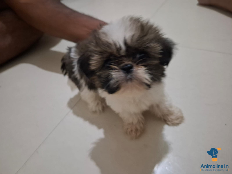 3 month old shih tzu male puppies for immediate drop out.